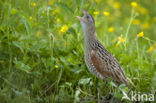 Corncrake (Crex crex)