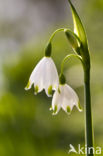 Lenteklokje (Leucojum vernum)