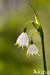 Lenteklokje (Leucojum vernum)