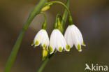 Lenteklokje (Leucojum vernum)