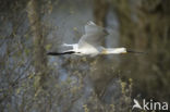 Eurasian Spoonbill (Platalea leucorodia)