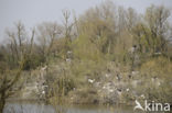 Eurasian Spoonbill (Platalea leucorodia)