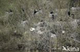 Lepelaar (Platalea leucorodia)