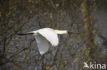 Eurasian Spoonbill (Platalea leucorodia)