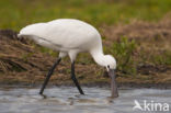 Eurasian Spoonbill (Platalea leucorodia)