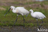 Eurasian Spoonbill (Platalea leucorodia)