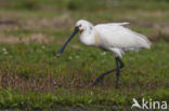 Lepelaar (Platalea leucorodia)