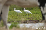 Eurasian Spoonbill (Platalea leucorodia)