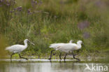 Lepelaar (Platalea leucorodia)