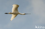 Lepelaar (Platalea leucorodia)