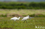 Lepelaar (Platalea leucorodia)