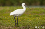 Lepelaar (Platalea leucorodia)