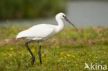 Lepelaar (Platalea leucorodia)