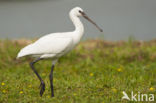 Eurasian Spoonbill (Platalea leucorodia)