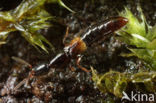 Leptacinus batychrus