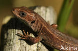 Viviparous Lizard (Zootoca vivipara)