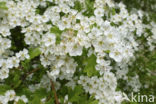 Hawthorn (Crataegus)