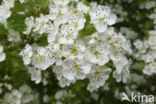 Hawthorn (Crataegus)