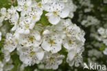 Hawthorn (Crataegus)