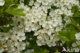 Hawthorn (Crataegus)