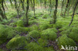 Moss