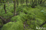Moss