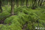 Moss