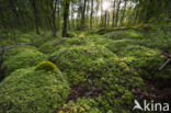 Moss