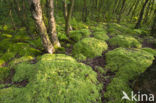 Moss