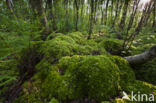 Moss