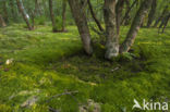 Moss