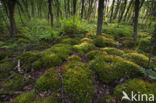Moss