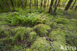 Moss
