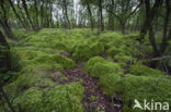 Moss