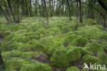 Moss
