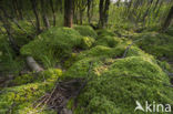 Moss