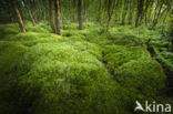 Moss