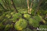 Moss