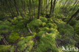 Moss