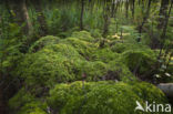 Moss
