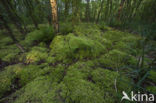 Moss