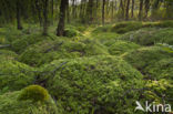 Moss
