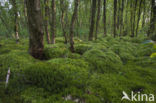 Moss