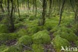 Moss