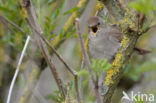 Common Nightingale (Luscinia megarhynchos)