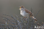 Common Nightingale (Luscinia megarhynchos)