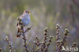 Common Nightingale (Luscinia megarhynchos)