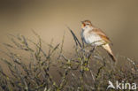 Common Nightingale (Luscinia megarhynchos)