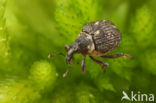 Neophytobius muricatus