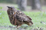 Eurasian Eagle-Owl (Bubo bubo)